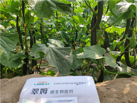 微生物菌劑，根碧多，水溶肥