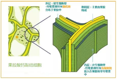 三七黃芽柞水,拉姆拉