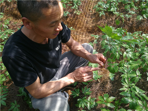 微生物菌劑，翠姆，拉姆拉