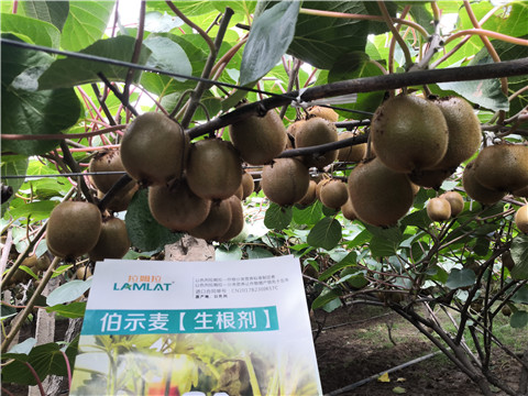 微生物菌劑，生根劑，伯示麥，拉姆拉