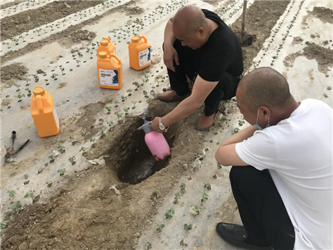 棉花，水溶肥，拉姆拉，翠姆