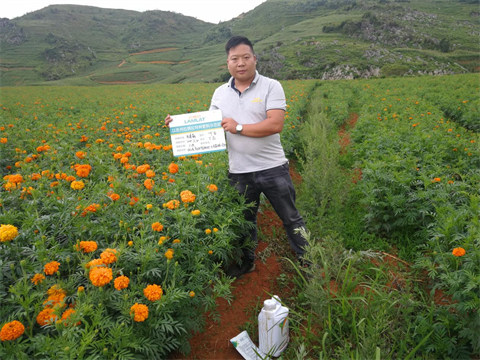 水溶肥,伯示麥,萬壽菊種植技術