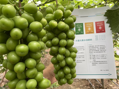 陽光玫瑰葡萄,水溶肥,伯示麥