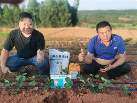 草莓移栽,翠姆水溶肥,進口水溶肥