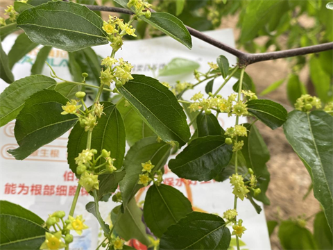 水溶肥品牌,冬棗種植,拉姆拉特種肥