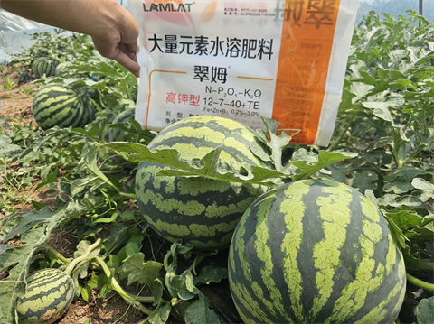 進口水溶肥,西瓜種植,翠姆水溶肥