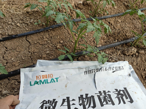 進口水溶肥,土壤板結,翠姆微生物菌劑