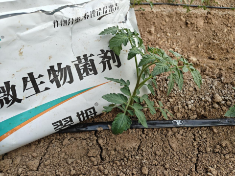 進口水溶肥,土壤板結,翠姆微生物菌劑