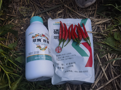 進口水溶肥,辣椒種植,拉姆拉水溶肥